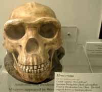 A replica of a homo erectus skull sits on display in the Anthropology Museum in Old Main, Room 252. 